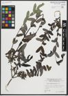Foto von Salix amplexicaulis Bory